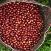 Panier-Coffea-Stenophylla Le café Stenophylla