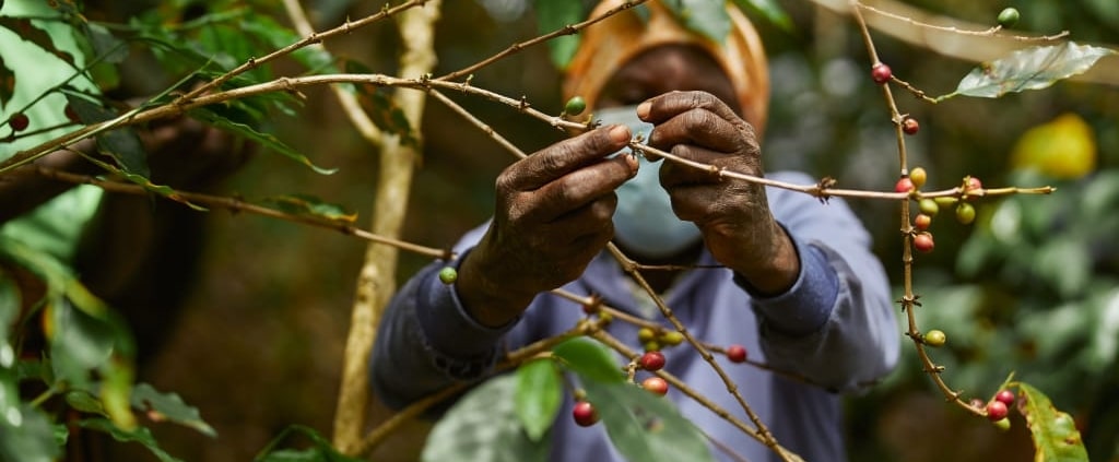 Récolte café Excelsa