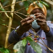 recolte-cafe-afrique Récolte café Excelsa