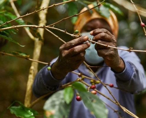 Récolte café Excelsa
