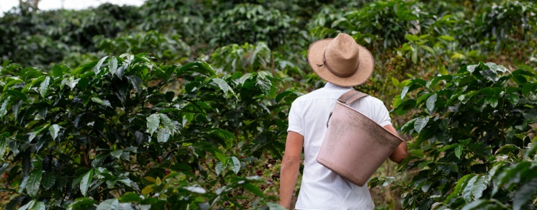 le café colombien