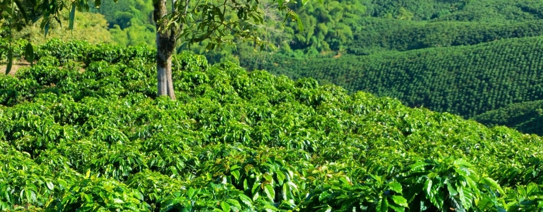 Café du honduras