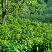 Café du honduras