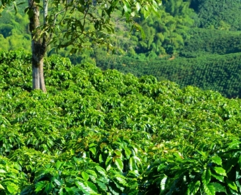 Café du honduras