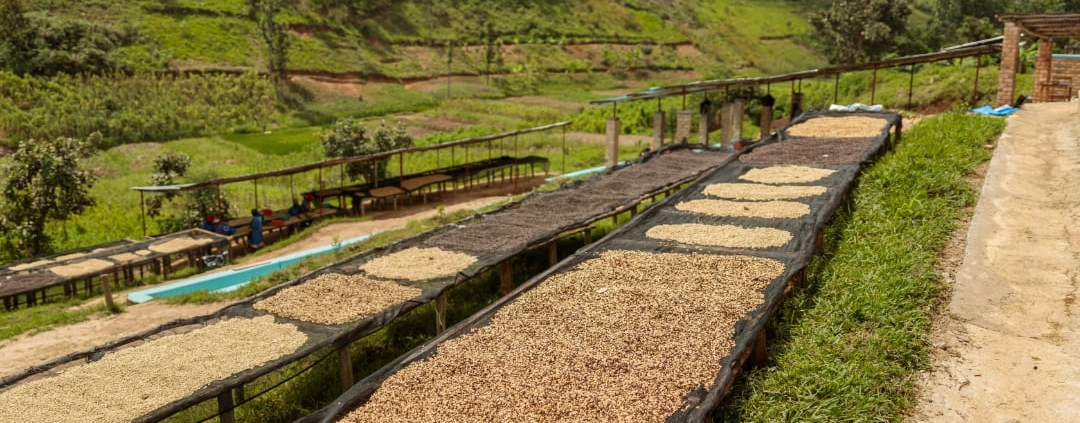 le café du Rwanda