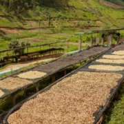 le café du Rwanda