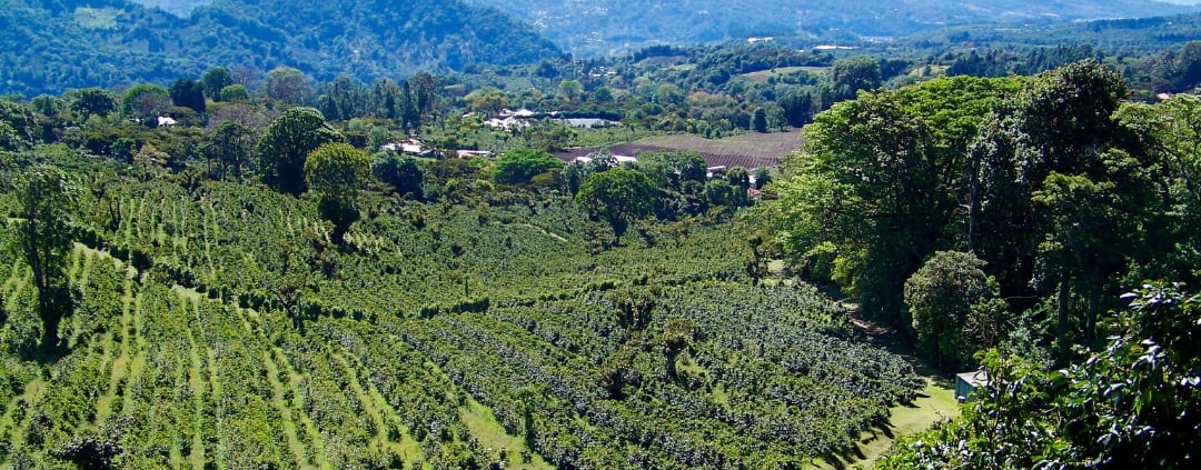 Café du Panama