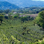 Café du Panama