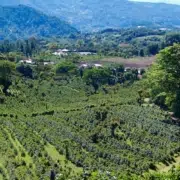 cafe-panama Café du Panama