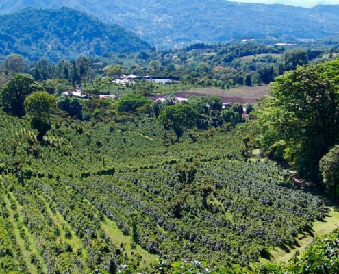 Café du Panama