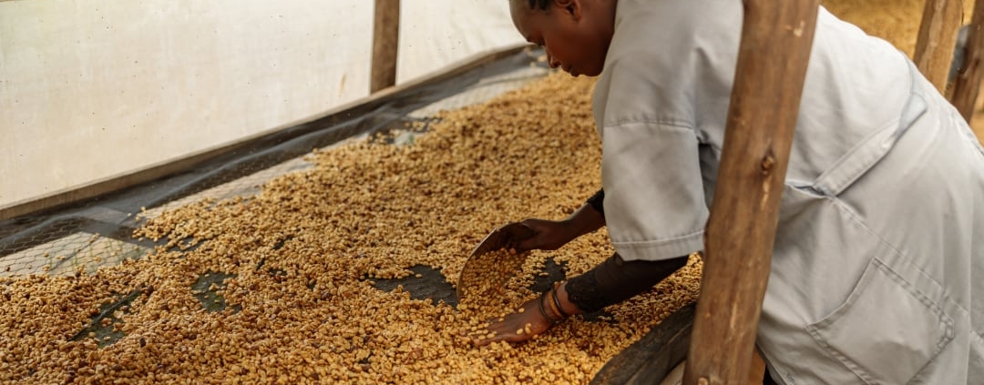 Le café d'Ethiopie