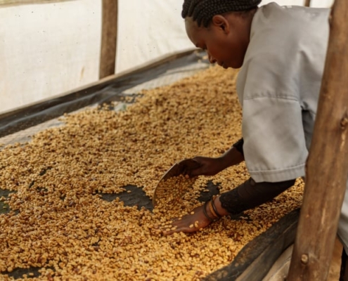 Le café d'Ethiopie