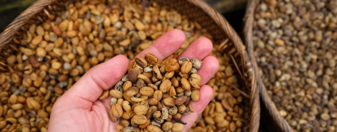 le café indonésien