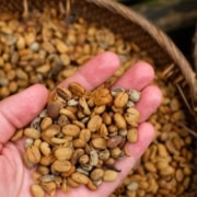 le café indonésien
