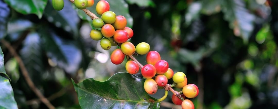les variétés de café