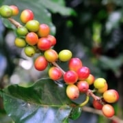 les variétés de café