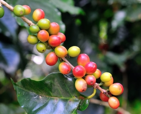 les variétés de café