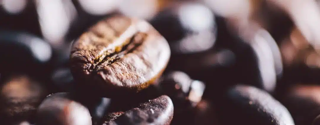 Café robusta