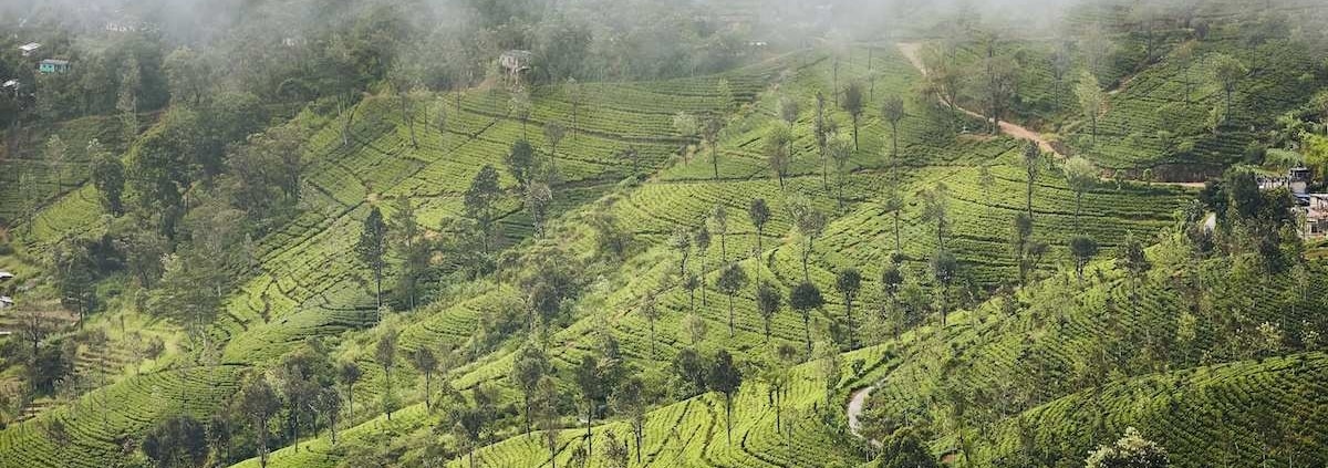le café du Yemen