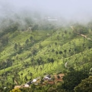 le café du Yemen