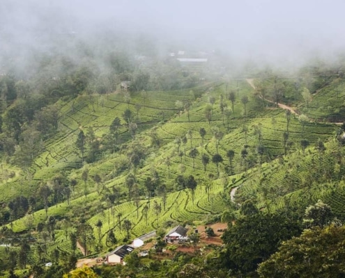 le café du Yemen