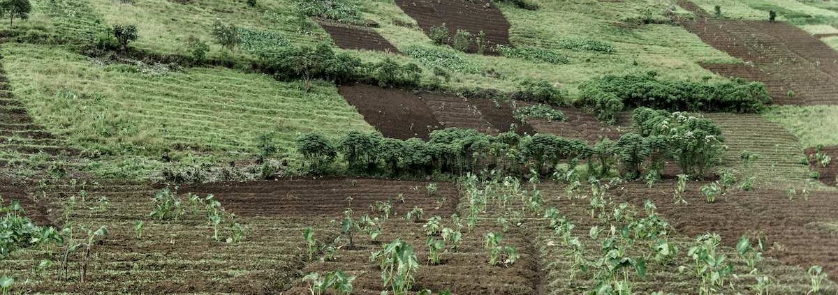 café du congo