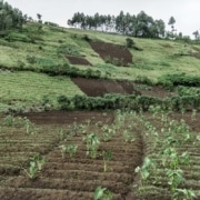 café du congo