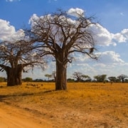 le café du kenya