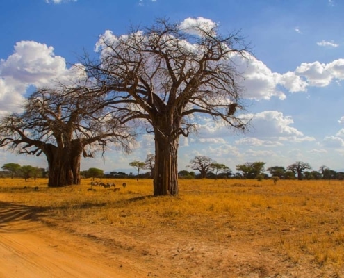 le café du kenya