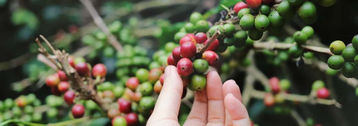 le café cascara