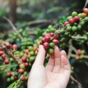 cafe cascara le café cascara