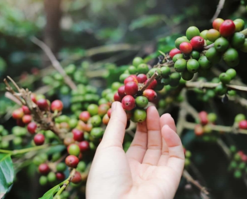 le café cascara