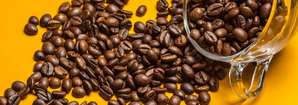 le café Caturra