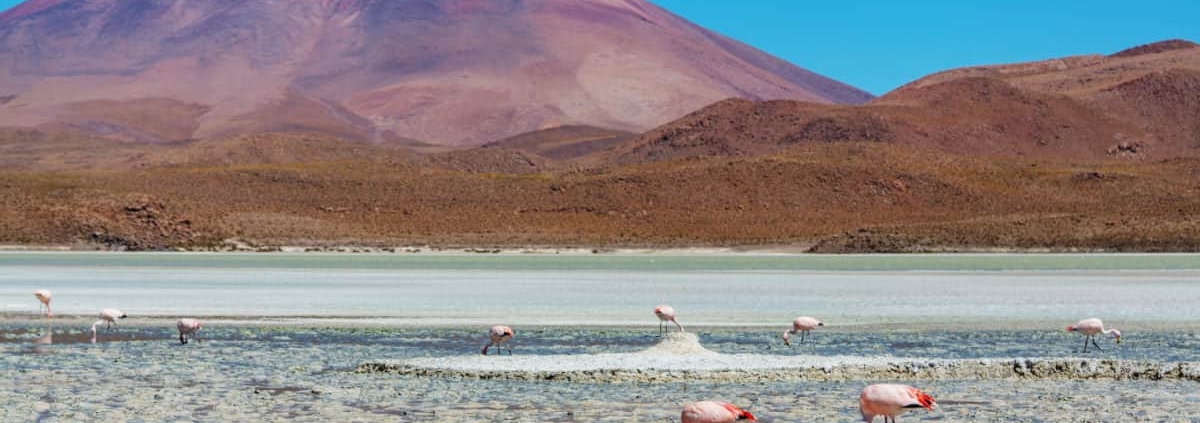 le café de bolivie