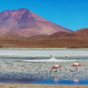 le café de bolivie