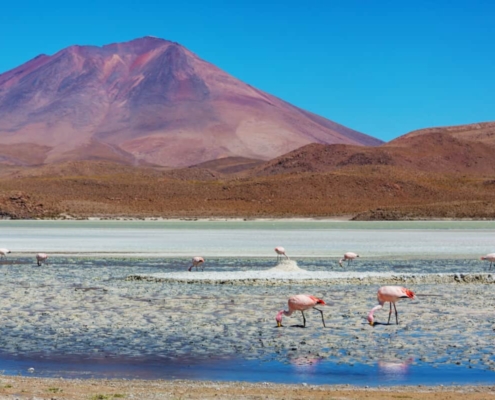 le café de bolivie