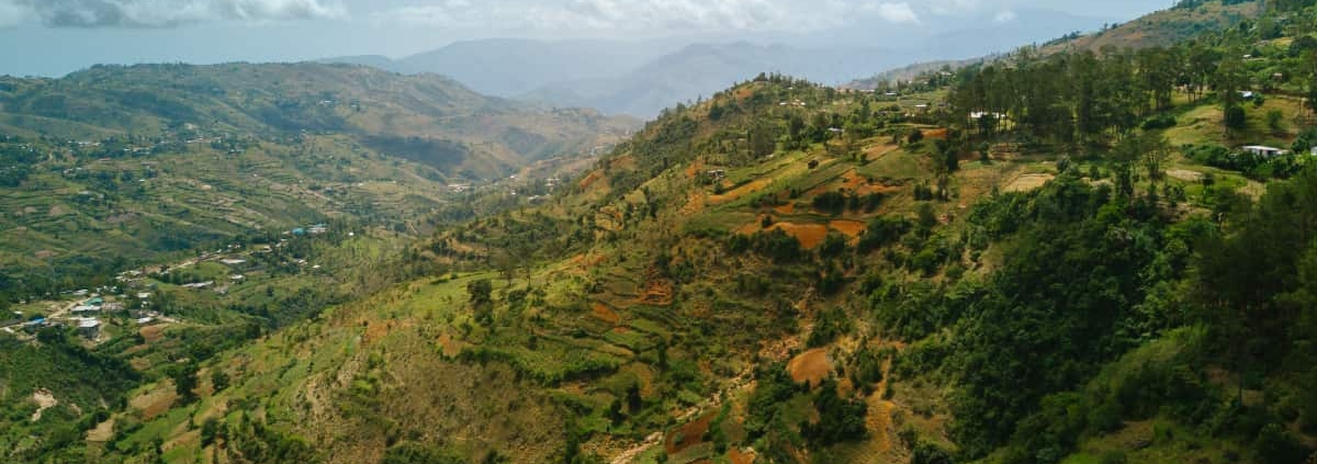 Le café d'Haïti