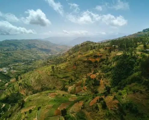 Le café d'Haïti