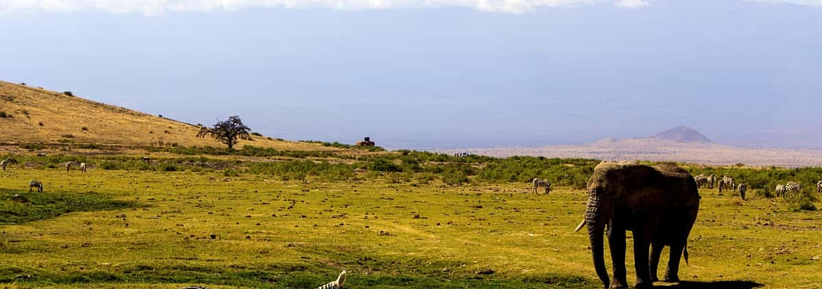 Le café de Tanzanie