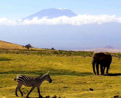Le café de Tanzanie
