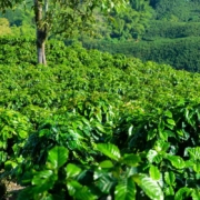 le café catuai