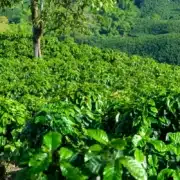 le café catuai