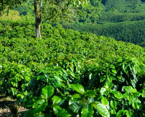 le café catuai