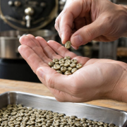 Ochratoxine dans le café : dangers, origines et contrôles