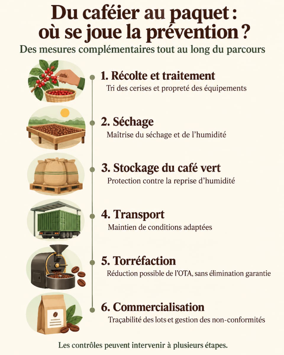 Schéma du parcours du café, de la récolte à la commercialisation, et des mesures de prévention de l’ochratoxine A.